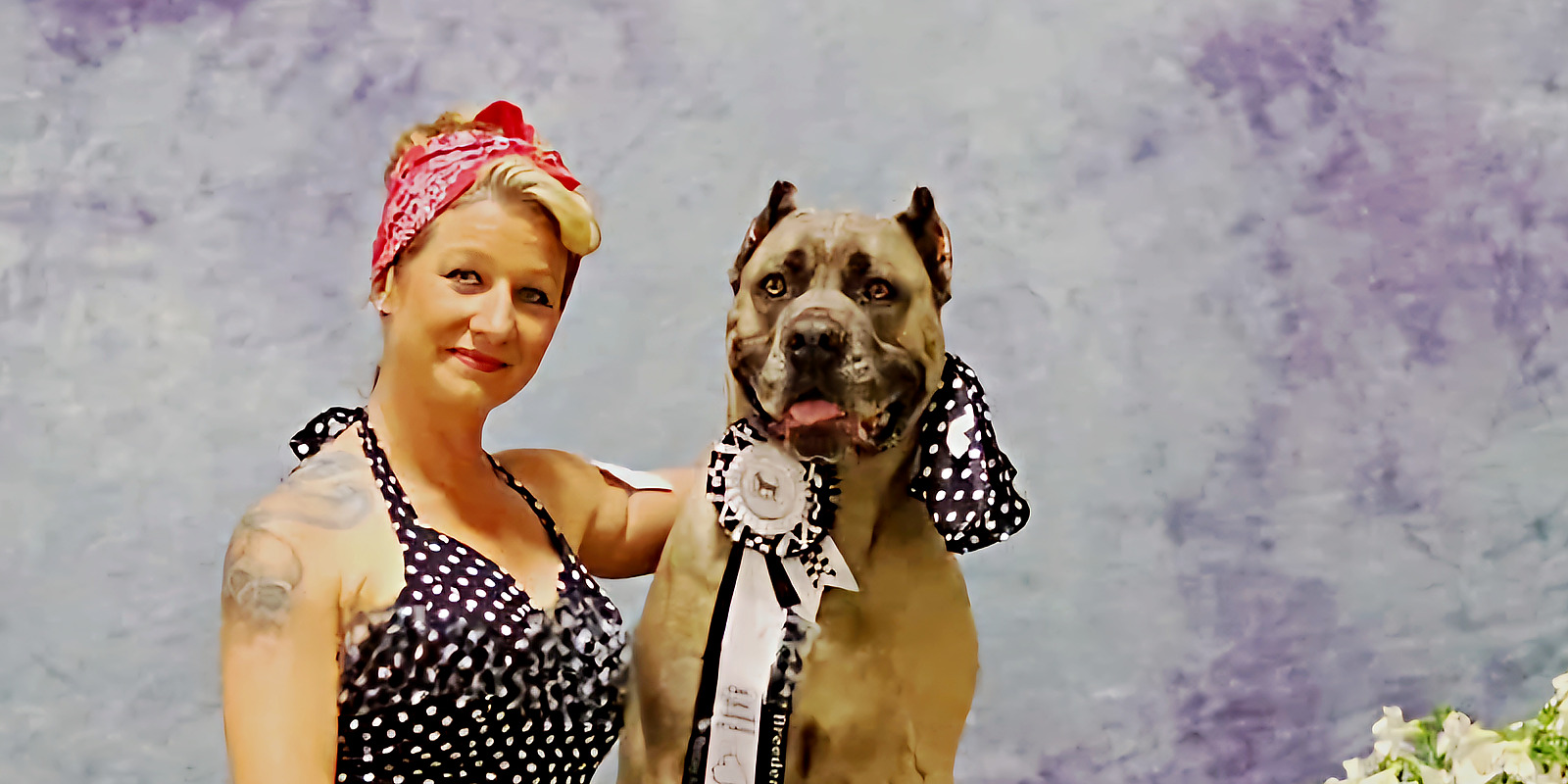 Dollie, a fawn Cane Corso wearing a show rosette, seated beside her handler