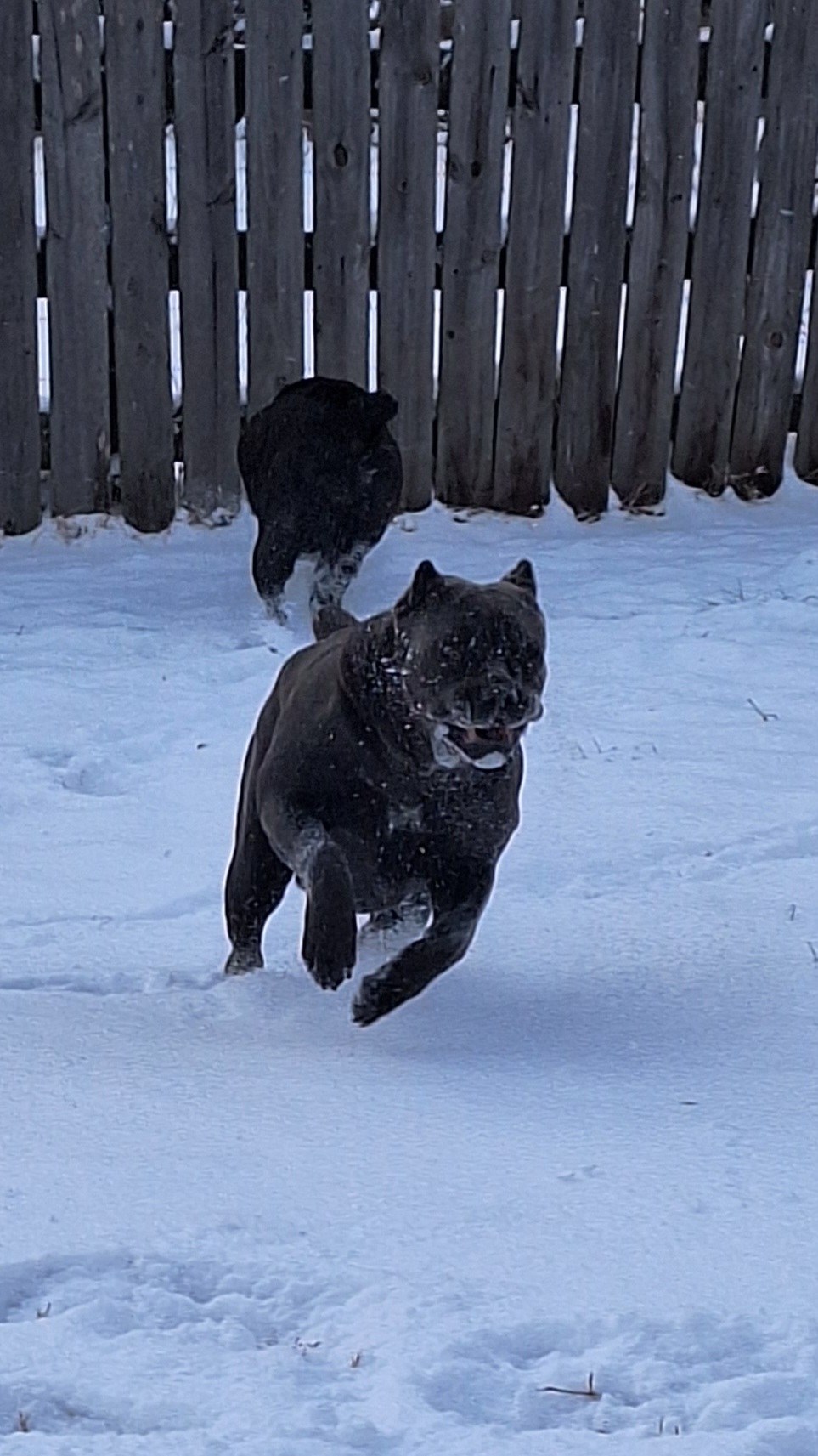 Black Cane Corso running through snow toward the camera