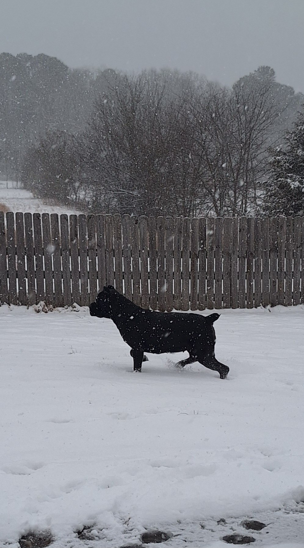 Black Cane Corso standing in a snow-covered field