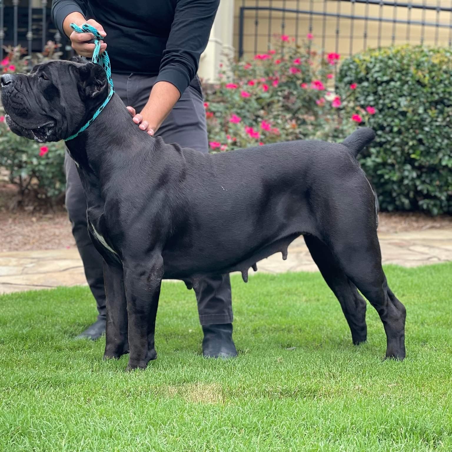 Blue (gray) Cane Corso stacked on grass, being shown