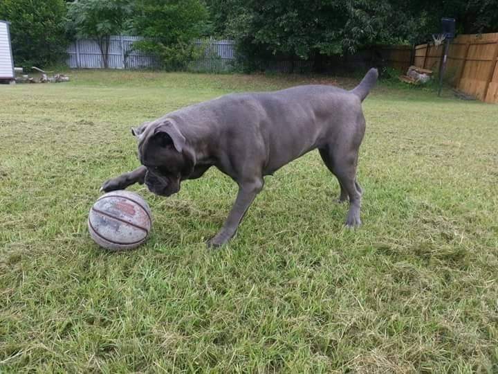 Blue (gray) Cane Corso pushing a football across a lawn