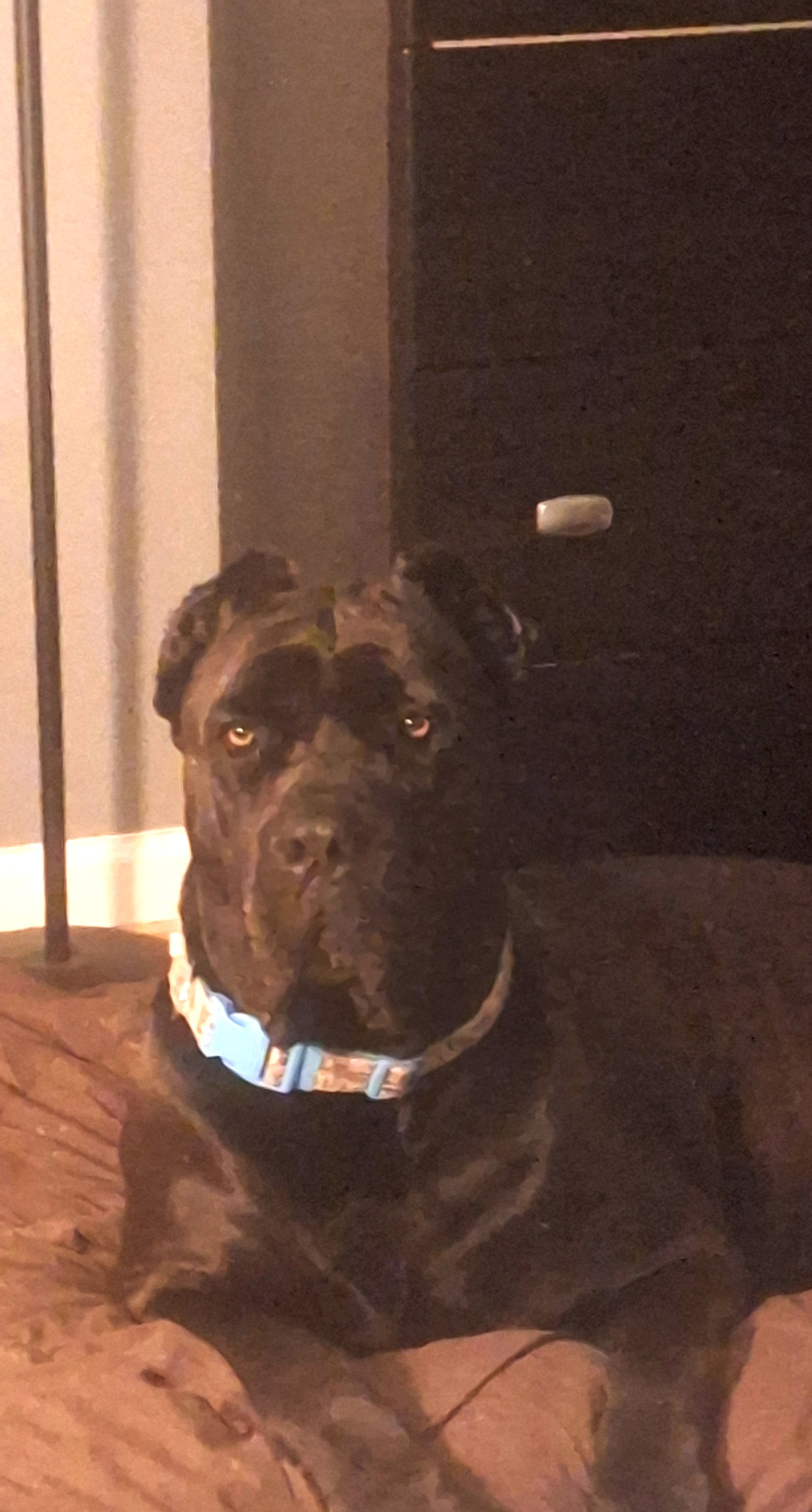 Cassie, a dark brindle Cane Corso, lying on a couch wearing a pale collar