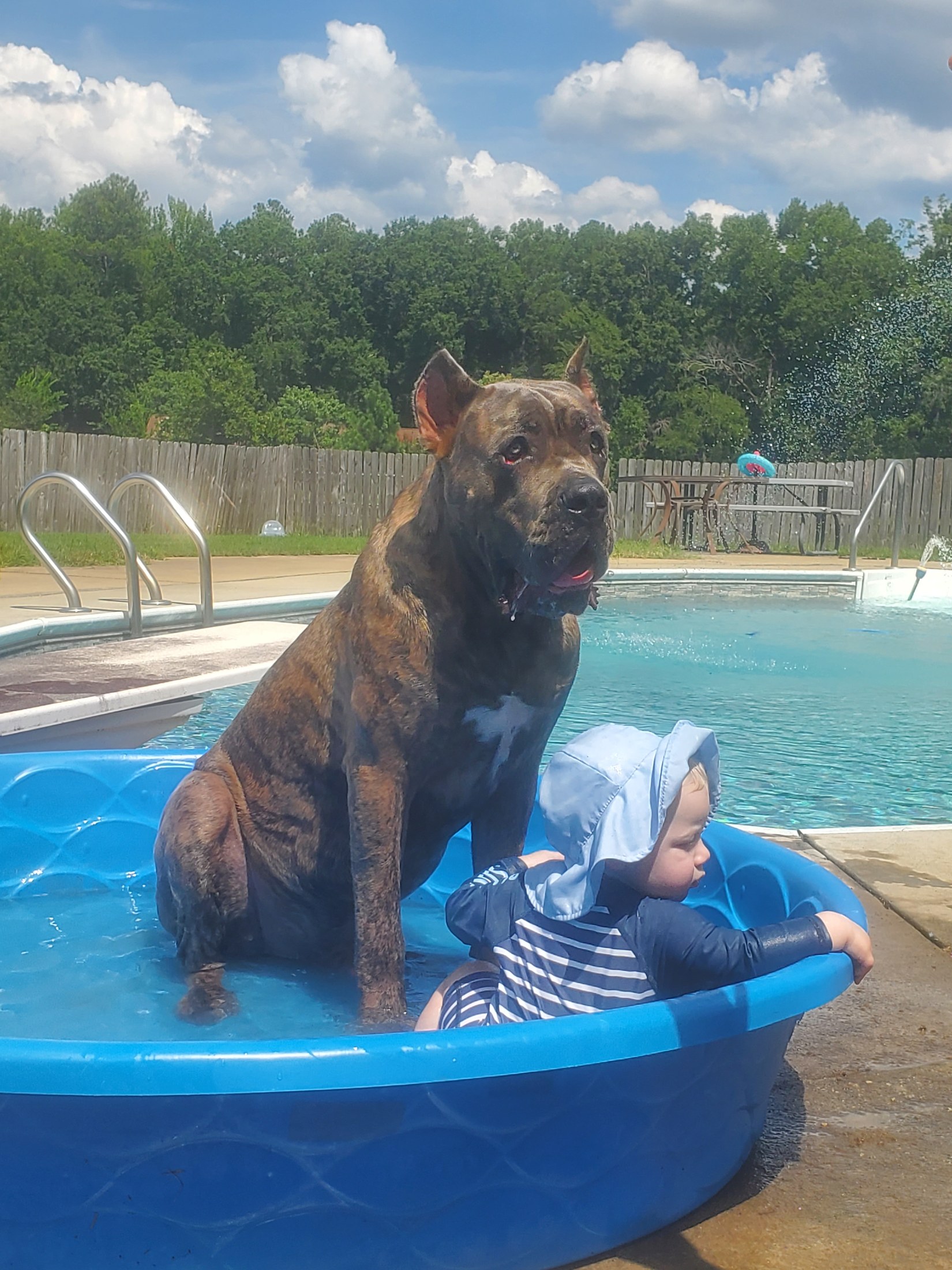Cane Corso sitting in a paddling pool beside a baby in a sun hat