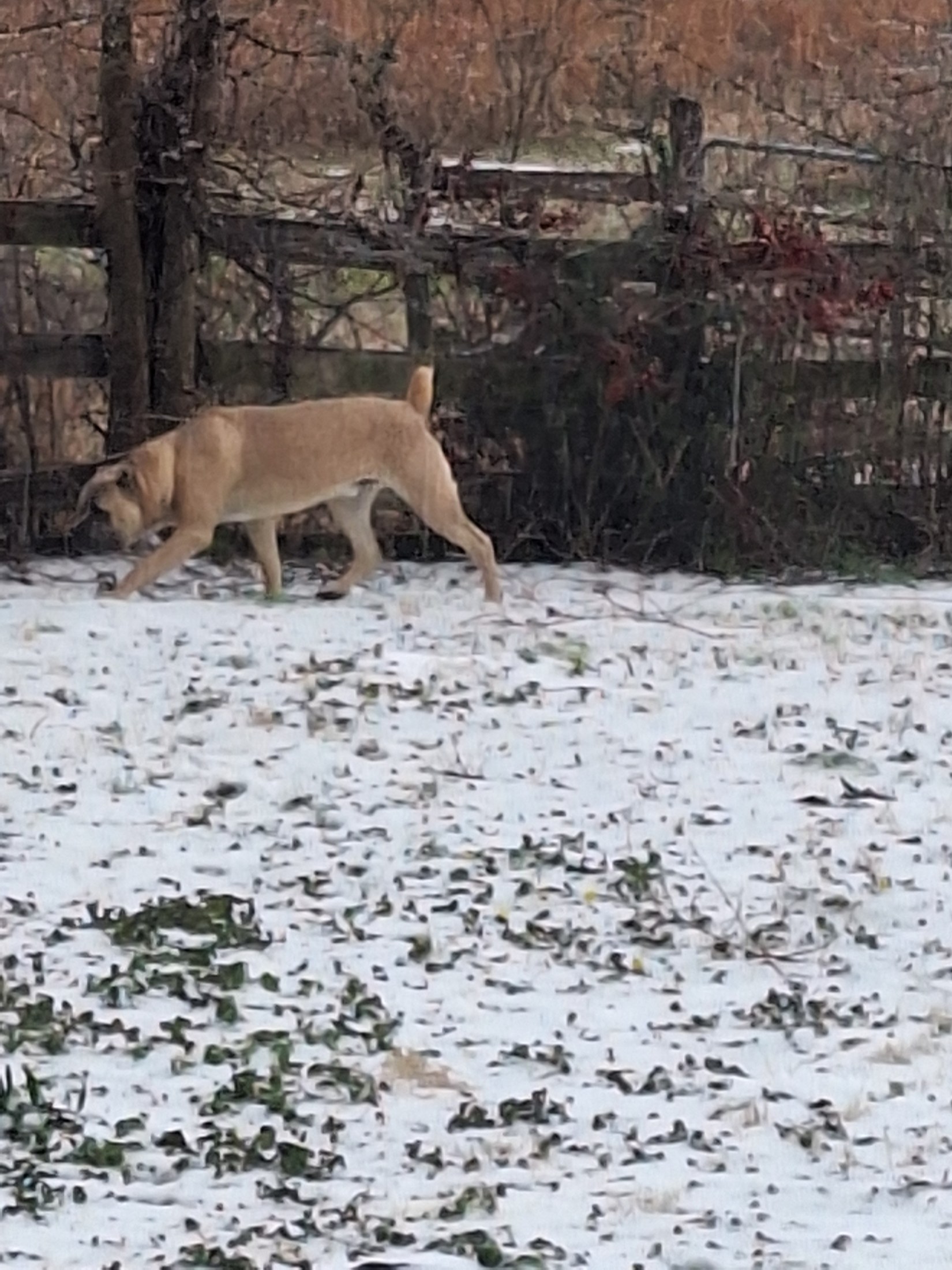 Fawn Cane Corso walking through light snow by a treeline