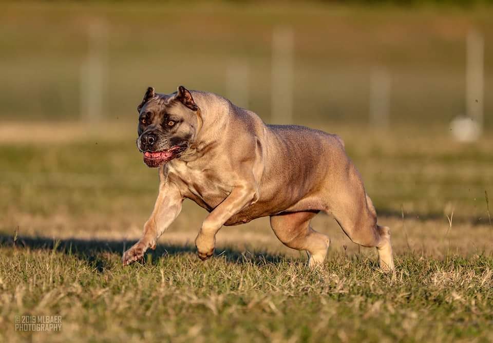 Fawn Cane Corso running at full stretch on a lure course
