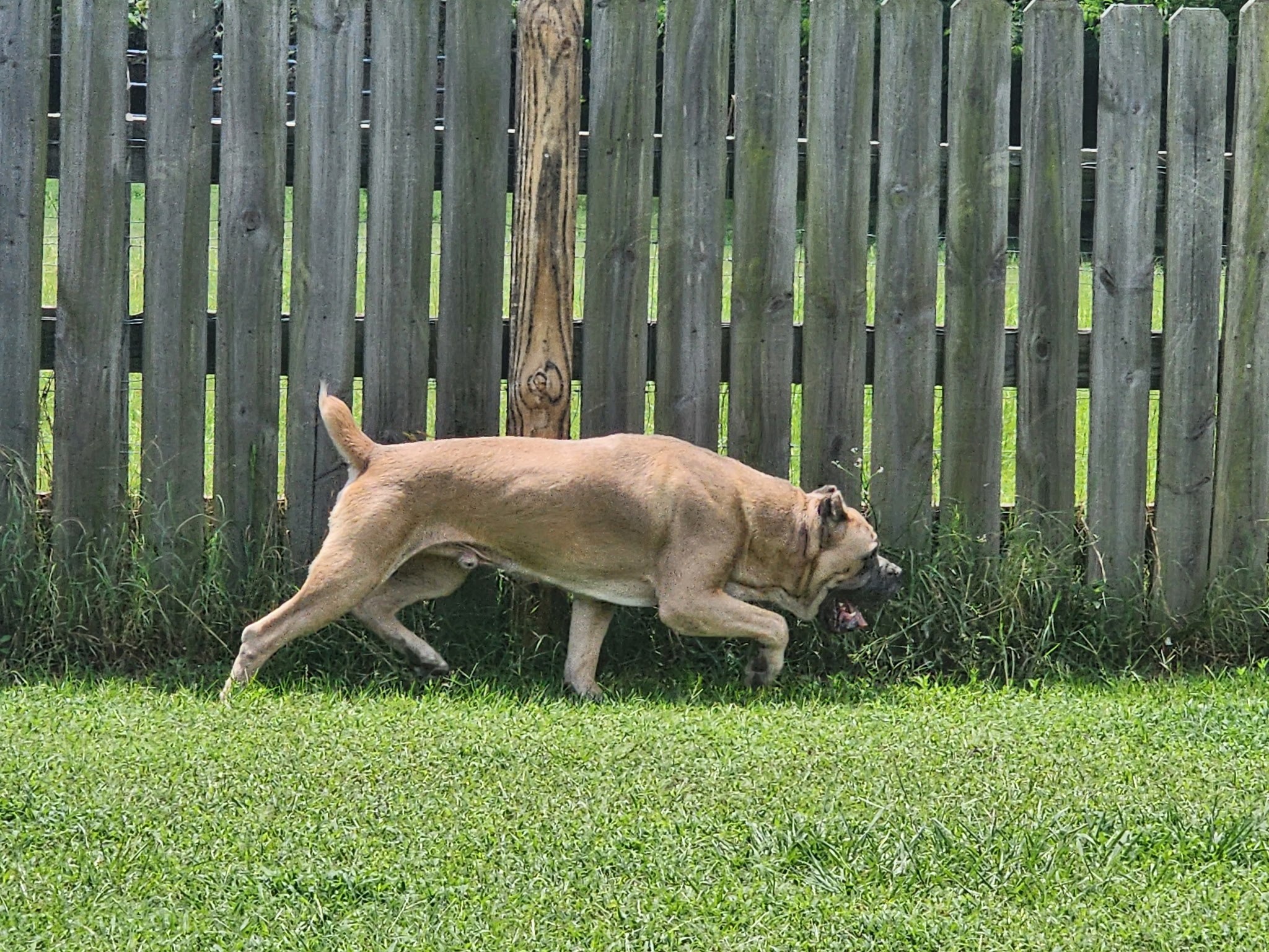 Fawn Cane Corso trotting alongside a wooden fence