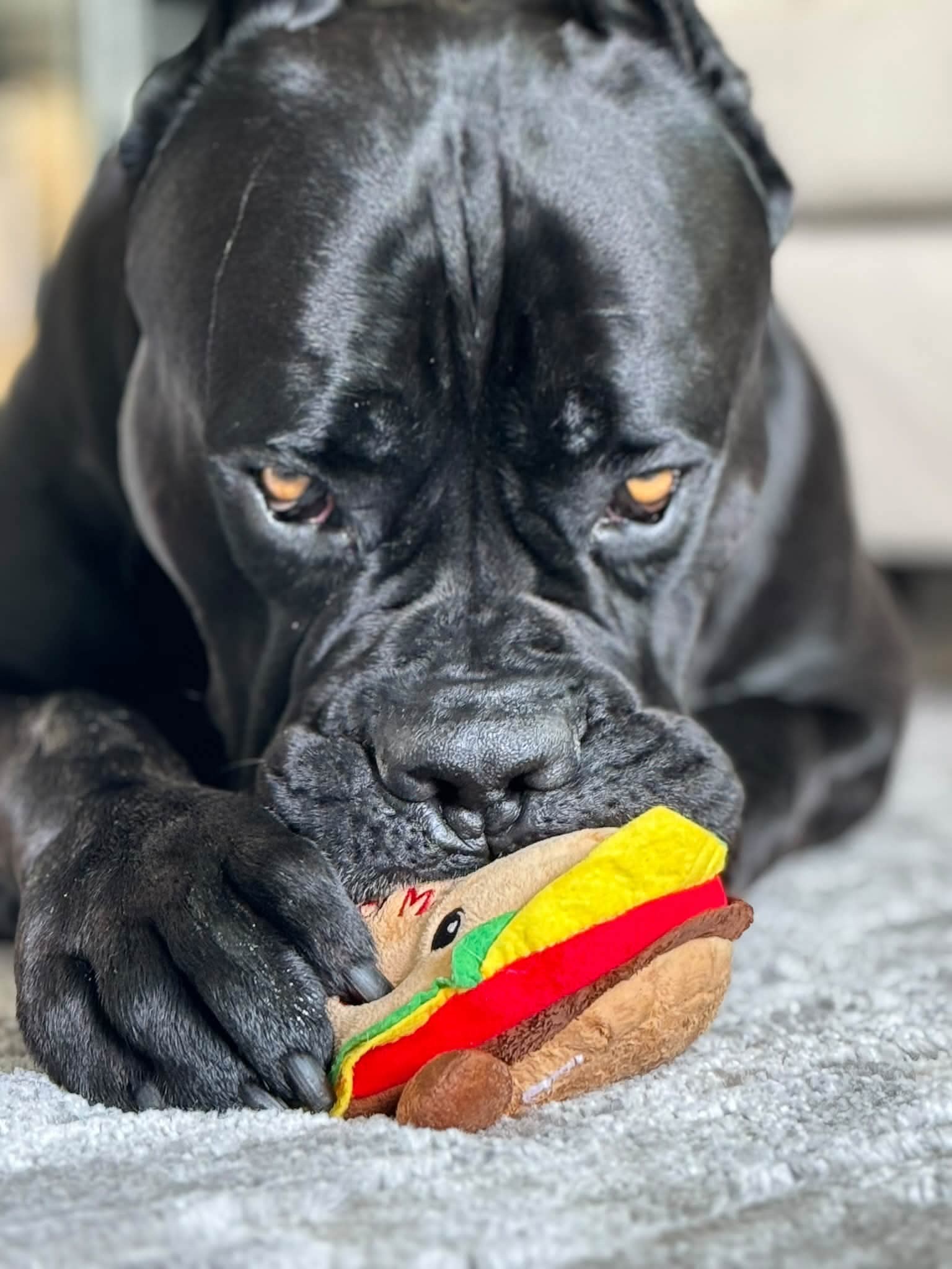 Frankie, a black Cane Corso, lying down with his head resting over a plush burger toy