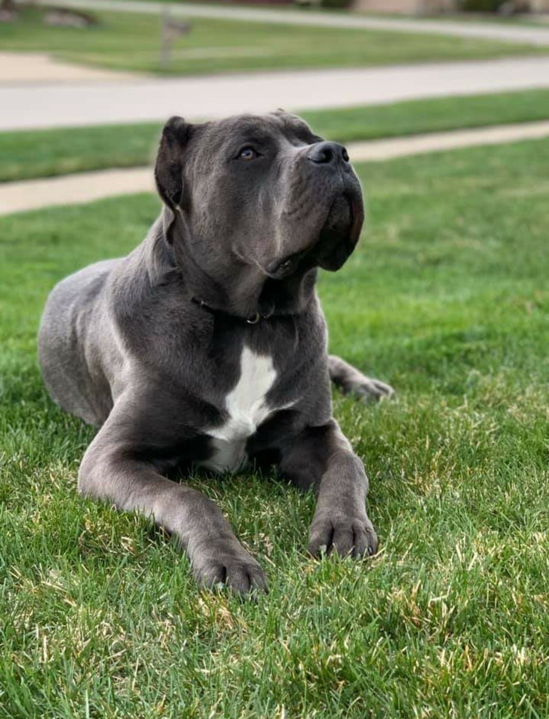 Blue (gray) Cane Corso with a white chest blaze lying in a sunlit lawn