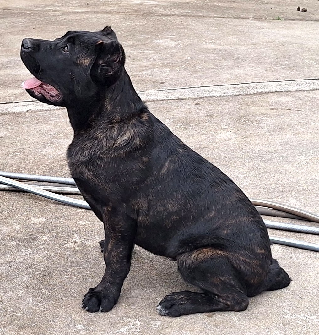 Jade, a brindle Cane Corso, sitting on a concrete drive and looking up