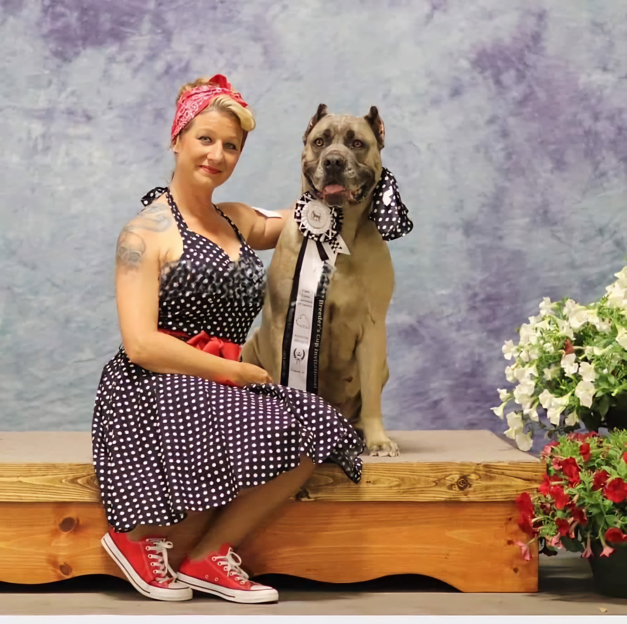 Mustang Sally, a fawn Cane Corso wearing a Breeder's Cup Invitational rosette, sitting beside her handler