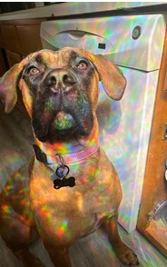 A Cane Corso photographed by McCarthy Keever