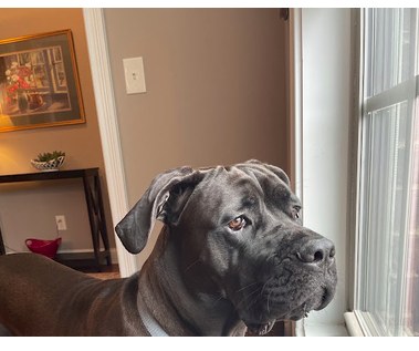 A Cane Corso photographed by Polly Ladd
