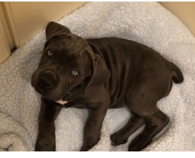 A Cane Corso photographed by Tobi Frankfather
