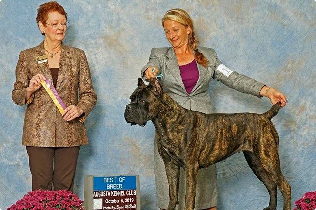 Brindle Cane Corso stacked beside its handler as a judge presents a Best of Breed sign