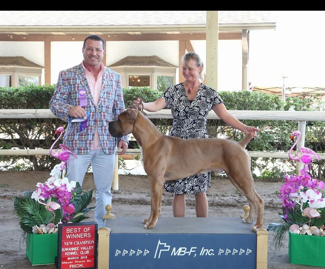 Fawn Cane Corso on a Best of Winners podium between two handlers