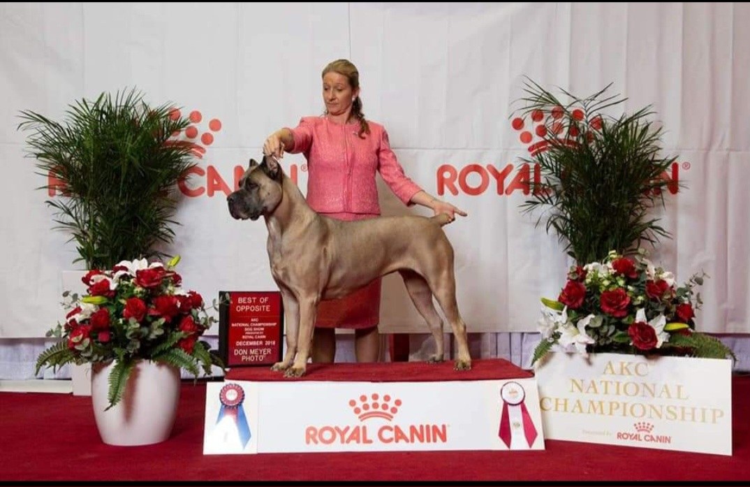 Fawn Cane Corso stacked on a Royal Canin podium with rosettes and floral displays
