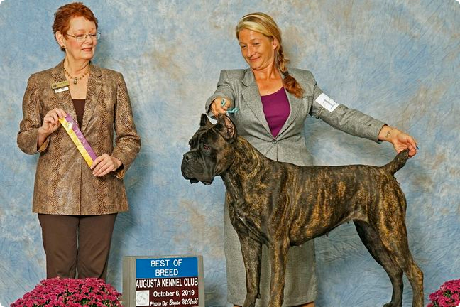 This image has an empty alt attribute; its file name is Motorhead-Cane-Corso-in-Georgia-Cane-Corso-puppies.png